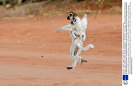 Verreaux sifakas monkey mother dancing, Madagascar - 03 Mar 2011