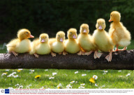 Three-day-old-ducklings at Pennywell Farm, Devon, Britain - 25 Apr 2011