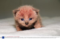 Rescued kittens with pink fur after living at a concrete factory, Redruth, Cornwall, Britain - 17 May 2011