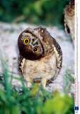 The wildlife photography of Joanne Williams