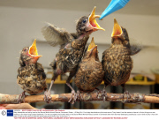 Baby blackbirds are fed by hand at the Secret World Animal Rescue, Somerset, Britain - 15 May 2011