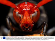 Back garden bugs in close-up, Philippines - May 2011