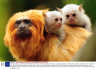 Tom the Golden Lion Tamarin Monkey Who Has Taken on Parenting Duties for Newborns of a Different Species, Colchester Zoo, Britain - 17 May 2011