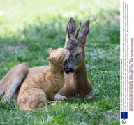 Cat befriends deer, Odessa Zoo, Ukraine - May 2011