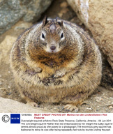 Overweight squirrel at Morro Rock State Preserve, California, America - 09 Jun 2011