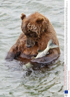 Alaskan Brown Bear sleeps holding fish at McNeil River Falls, Alaskan Peninsula, America - 04 Jul 2011