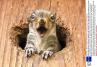 Young grey squirrel in nest box, Spokane, WA, America - 2011