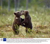 Brown bear cubs playing in Taiga Forest, Finland - 23 Jul 2011