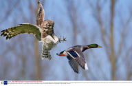 African Owl attacks a duck, Ypres, Belgium - 09 Aug 2011