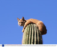 Bobcat climbs to top of cactus to avoid being eaten by lion in the Sonoran Desert, Arizona, America - 24 Aug 2011