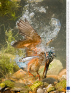 Kingfisher fishing in a stream in Deal, Kent, Britain - 20 Aug 2011