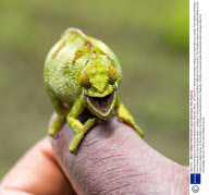 Smiling chameleon at Volcanoes National Park, Rwanda, Africa - 26 Sep 2011