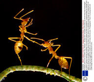 Acrobatic ants in Ho Chi Minh City, Vietnam - 09 Sep 2011