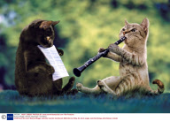 Musical Moggs calendar