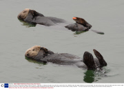 California sea otters at rest, Moss Landing, California, America - 3 Sep 2011