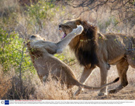 12-year-old becomes youngest Royal Photographic Society member to gain a distinction, Britain - 25 Oct 2011