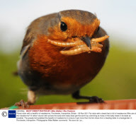 Plump robin with a beakful of mealworms, Porchester, Hampshire, Britain - 08 Nov 2011