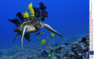 MARINE WILDLIFE