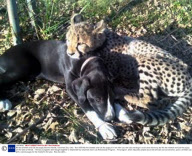 Nia the cheetah and Cali the puppy become friends, Cincinnati Zoo, Ohio - Nov 2009