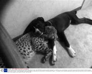 Nia the cheetah and Cali the puppy become friends, Cincinnati Zoo, Ohio - Nov 2009