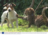 Wait Till I Grow Up........... All Pictures Show A Pair Of Unlikely Pals Thrilling The Visitors To Basildon Zoo In Essex Abbie The Eight Weeks Old Leopard Cub Which Has Been Hand Rearedmade Pals With Lucy The The Five Months Old Jack Russell Dog. Abb