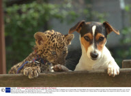 Wait Till I Grow Up........... All Pictures Show A Pair Of Unlikely Pals Thrilling The Visitors To Basildon Zoo In Essex Abbie The Eight Weeks Old Leopard Cub Which Has Been Hand Reared Made Pals With Lucy The Five Months Old Jack Russell Dog. Abbie