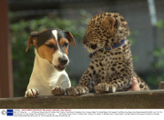 Wait Till I Grow Up........... All Pictures Show A Pair Of Unlikely Pals Thrilling The Visitors To Basildon Zoo In Essex Abbie The Eight Weeks Old Leopard Cub Which Has Been Hand Rearedmade Pals With Lucy The The Five Months Old Jack Russell Dog. Abb
