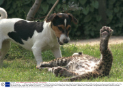 Wait Till I Grow Up........... All Pictures Show A Pair Of Unlikely Pals Thrilling The Visitors To Basildon Zoo In Essex Abbie The Eight Weeks Old Leopard Cub Which Has Been Hand Rearedmade Pals With Lucy The The Five Months Old Jack Russell Dog. Abb