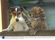 Wait Till I Grow Up........... All Pictures Show A Pair Of Unlikely Pals Thrilling The Visitors To Basildon Zoo In Essex Abbie The Eight Weeks Old Leopard Cub Which Has Been Hand Rearedmade Pals With Lucy The The Five Months Old Jack Russell Dog. Abb