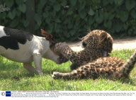 Wait Till I Grow Up........... All Pictures Show A Pair Of Unlikely Pals Thrilling The Visitors To Basildon Zoo In Essex Abbie The Eight Weeks Old Leopard Cub Which Has Been Hand Rearedmade Pals With Lucy The The Five Months Old Jack Russell Dog. Abb