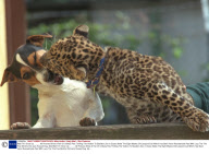 Wait Till I Grow Up........... All Pictures Show A Pair Of Unlikely Pals Thrilling The Visitors To Basildon Zoo In Essex Abbie The Eight Weeks Old Leopard Cub Which Has Been Hand Rearedmade Pals With Lucy The The Five Months Old Jack Russell Dog. Abb