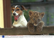 Wait Till I Grow Up........... All Pictures Show A Pair Of Unlikely Pals Thrilling The Visitors To Basildon Zoo In Essex Abbie The Eight Weeks Old Leopard Cub Which Has Been Hand Rearedmade Pals With Lucy The The Five Months Old Jack Russell Dog. Abb