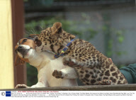 Wait Till I Grow Up........... All Pictures Show A Pair Of Unlikely Pals Thrilling The Visitors To Basildon Zoo In Essex Abbie The Eight Weeks Old Leopard Cub Which Has Been Hand Rearedmade Pals With Lucy The The Five Months Old Jack Russell Dog. Abb
