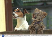 Wait Till I Grow Up........... All Pictures Show A Pair Of Unlikely Pals Thrilling The Visitors To Basildon Zoo In Essex Abbie The Eight Weeks Old Leopard Cub Which Has Been Hand Rearedmade Pals With Lucy The The Five Months Old Jack Russell Dog. Abb