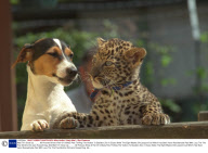 Wait Till I Grow Up........... All Pictures Show A Pair Of Unlikely Pals Thrilling The Visitors To Basildon Zoo In Essex Abbie The Eight Weeks Old Leopard Cub Which Has Been Hand Rearedmade Pals With Lucy The The Five Months Old Jack Russell Dog. Abb