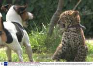 Wait Till I Grow Up........... All Pictures Show A Pair Of Unlikely Pals Thrilling The Visitors To Basildon Zoo In Essex Abbie The Eight Weeks Old Leopard Cub Which Has Been Hand Rearedmade Pals With Lucy The The Five Months Old Jack Russell Dog. Abb