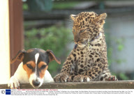 Wait Till I Grow Up........... All Pictures Show A Pair Of Unlikely Pals Thrilling The Visitors To Basildon Zoo In Essex Abbie The Eight Weeks Old Leopard Cub Which Has Been Hand Rearedmade Pals With Lucy The The Five Months Old Jack Russell Dog. Abb