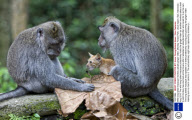 Wild long tailed macaque monkey adopts ginger kitten, Monkey Forest Park, Ubud region, Bali, Indonesia - Aug 2010