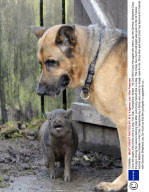 Coco the piglet, who thinks she is a dog, Fair Oak, Hampshire, Britain - 06 Oct 2010