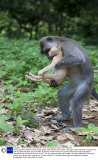 Wild long tailed macaque monkey adopts ginger kitten, Monkey Forest Park, Ubud region, Bali, Indonesia - Aug 2010