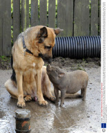 Coco the piglet, who thinks she is a dog, Fair Oak, Hampshire, Britain - 06 Oct 2010