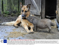 Coco the piglet, who thinks she is a dog, Fair Oak, Hampshire, Britain - 06 Oct 2010