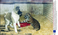 London Zoo. They May Seem The Most Unlikely Playmates But Liffey The Japanese Akita Pup Was Keen To Join The Cubs. She Soon Struck Up A Firm Friendship With Hari The Young Sumatran Tiger.