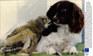 When Popadom The Baby Indian Owl Fell Out Of Her Nest It Seemed No One Gave A Hoot About Her. But As The Three-week-old Fledgling Shivered An Unlikely Foster Mother Padded Across To Offer A Cuddle-chough The Springer Spaniel From The New Forest Owl S