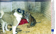 London Zoo. They May Seem The Most Unlikely Playmates But Liffey The Japanese Akita Pup Was Keen To Join The Cubs. She Soon Struck Up A Firm Friendship With Hari The Young Sumatran Tiger.