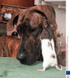 LEO THE GREAT DANE WITH OZ THE RAT, BRISTOL, BRITAIN - 1997
