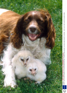 CHUFF THE COCKER SPANIEL IS A SURROGATE MOTHER TO BARN OWLS SNOWY, SCOOBY AND SCRAPPY, BRITAIN - 1997