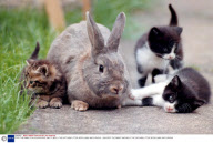 PIPPY THE RABBIT PLAYS SURROGATE DAD TO MELLY THE CAT'S NEW LITTER, BECKY, BABY AND CURIOUS - 1998
