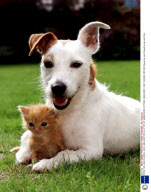 PIPPA THE JACK RUSSELL WHO HAS ADOPTED A LITTER OF ABANDONED KITTENS, WADHURST, EAST SUSSEX, BRITAIN
