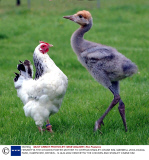 HENRIETTA THE CHICKEN FOSTER MOTHER TO ORPHAN STANLEY CRANE KIM, MARWELL ZOOLOGICAL PARK, HAMPSHIRE, BRITAIN - 14 AUG 2002
